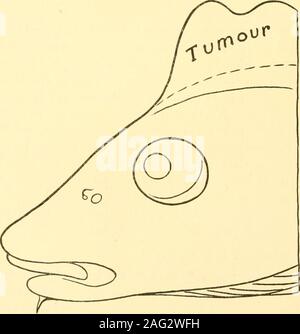 . Rapport pour ... sur le Sea-Fisheries Lancashire Laboratory de l'Université de Liverpool, et le Sea-Fish au couvoir Piel. n'aime pas de caractéristiques remarquables. (2) dans un sarcome de l'Aiglefin. Le modèle décrit ici m'a été envoyé par M. F.Stokes, inspecteur sanitaire Port à Grimsby. C'était un haddockof grande taille capturés par un codman Grimsby et atterri à thatport. Il est intéressant parce que beaucoup le même genre d'afEection 228 a été vu dans plusieurs cod, et il est important de vérifier si ces conditions sont d'exceptionaloccurrence. Le poisson était beaucoup émacié, de sorte que, comme mi Banque D'Images