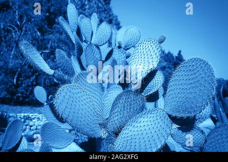 Paysage de cactus. Champ de cactus. Focus sélectif. Classique Bleu Couleur de l'année 2020 inscription. Banque D'Images