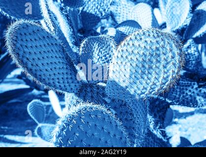 Paysage de cactus. Champ de cactus. Focus sélectif. Classique Bleu Couleur de l'année 2020 inscription. Banque D'Images