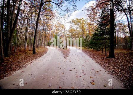 Belle photo d'un chemin se scindant au milieu de une forêt avec des arbres verts et jaunes Banque D'Images