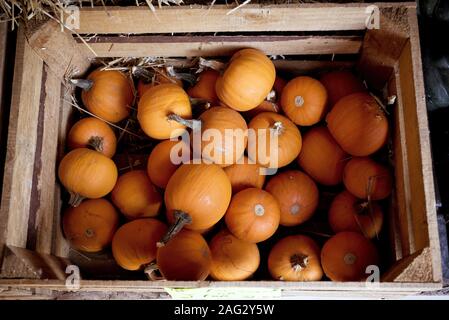 Photo aérienne d'une boîte en bois remplie d'une petite orange citrouilles Banque D'Images