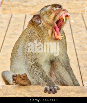 SIEM REAP, Cambodge - Nov 12, 2017 : un gros plan tourné d'un singe de bâiller à Angkor Wa Banque D'Images