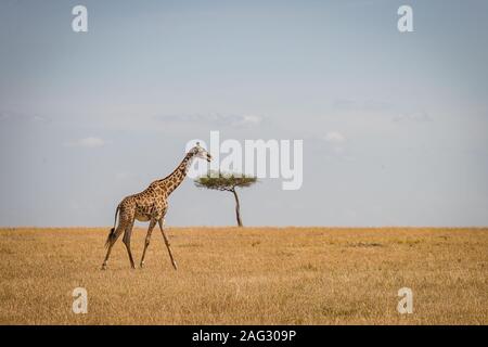 Girafe marchant sur un terrain sec et herbacé avec un arbre et un ciel nuageux en arrière-plan Banque D'Images