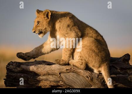 Gros plan d'un lion sur un arbre brisé avec un arrière-plan flou Banque D'Images