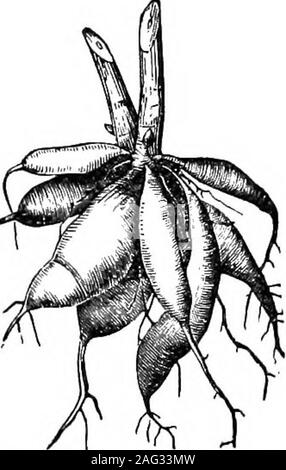 . Les leçons de l'objet d'histoire naturelle : un manuel pour les enseignants. Fig. 13-Tapez sur racine de navet et carotte.. THBIE PEODUCTS ET PLANTES. 27 Première saison ces plantes préparer un magasin d'alimentation, wMch est tobe a dépensé la saison suivante à produire des fleurs. andseeds L'usine est généralement stocké jusqu'à la racine, aswe ont montré ; mais c'est aussi parfois trouvés dans le shortstalk et laisse, comme dans le chou. Généralement les herbes vivaces Banque D'Images