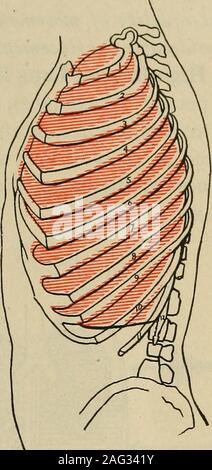 . Diagnostic médical pour l'étudiant et le praticien. Fig. no-surface antérieure. Lungborders. L'expiration forcée. Fig. in.-surface latérale. Lungborders. L'inspiration forcée. Banque D'Images