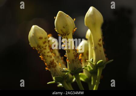 Femelles adultes et nymphe d'Oleander pucerons Aphis nerii Banque D'Images