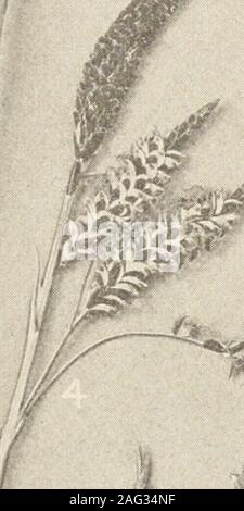 . Les plantes du sud du New Jersey), avec une référence particulière à la flore de les pine barrens et la distribution géographique des espèces. V ^^^^^ ?&gt ; Banque D'Images