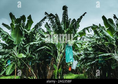 Champ de plantes Ensete vertes qui se rapprochent les unes des autres sous le ciel clair Banque D'Images