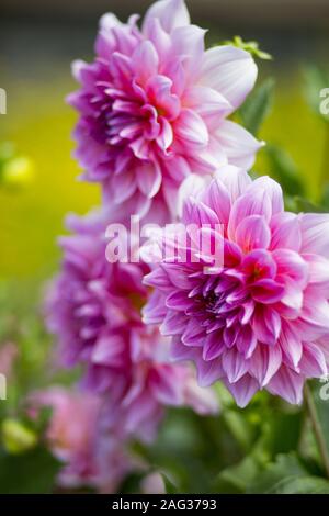 Gros plan vertical d'une belle fleur de dahlia aux pétales roses avec un arrière-plan flou Banque D'Images