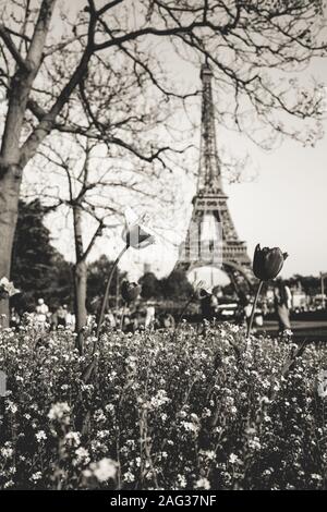 Prise de vue verticale en niveaux de gris à faible angle de magnifiques fleurs avec le La Tour Eiffel en arrière-plan Banque D'Images