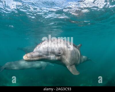 Belle photo d'un dauphin à gros bec commun vivant de son mieux la vie sous la mer Banque D'Images