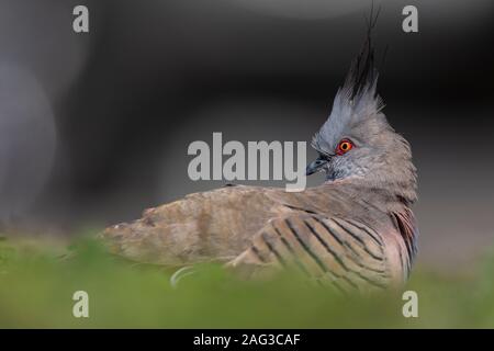 Tir à faible angle du pigeon vert australien, des lophotes d'Ocyphaps. Banque D'Images