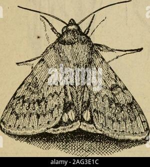 . Certains insectes courants et les insectes du Nebraska de champs de maïs et de pommes de terre... les correctifs osit leurs oeufs dans le sol, dans les champs de maïs, duringSeptember et octobre. La première indication qu'un champ de maïs est infestée de vers est thestunted-racine et de taille réduite, l'apparition de maïs. Tliis est due au fait que ressortir des racines ont été coupées, en diminuant la quantité de nourriture. Groundplanted au maïs pendant plusieurs années est parfois tellement mal que thestalks infestés ne porteront mais nubbins. Quand le vent frappe un champ dans lequel les vers de racine de maïs à l'^ kave travaillé, l'ensemble de l'usine falls, exposant souvent Ihe Banque D'Images