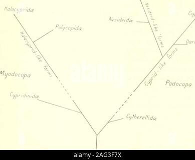 . Des études sur les ostracodes marins : pt. 1 Cypridinids halocyprids,, et polycopids. C Mijodocopa^lherellida Fig. VIII. - Le pedigree de l'IHE, Oslrnnods récente selon G. Alms 1915 exposition. ^CLjtheridce alocijpridcE. /PridcE Darwinuli ec W Pod o faire face Ciffherelida lig. IX. - La généalogie des récents llie O 5 t r a c o s s, selon 0. . &Gt ;[iiLiF.n, 1894 (quelque peu modifié). Swiiinary 108 TAOE SKOGSBERG o/^llii chapitre. Cupridinida Banque D'Images