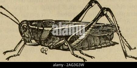 . Certains insectes courants et les insectes du Nebraska de champs de maïs et de pommes de terre les patches... Espèce de ver coupé ber de nichées varie de un à trois, selon les espèces. Dans mostcases la larve a atteint sa maturité par la première de juillet, après quoi. itpupates L'espèce apparaît vers la fin de la saison. Il s'agit d'alwaysadvisable à planter un champ effectuée avec des vers gris en fin de saison, comme ilssont plus nuisibles l'année suivant la SOD. Le labour précoce est un des bestmethods de l'empêcher de détruire la récolte. A alsoproved empoisonnement efficace. Lorsqu'un champ est situé le long du côté Banque D'Images