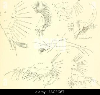 . Des études sur les ostracodes marins : pt. 1 Cypridinids halocyprids,, et polycopids ccompanying. la figure. Dans le premier cas, le exopoditehas été déplacées proximalement. Asteropidae la famille : Le sabot semble avoir été formé à partir de l'endopodite protopodite  + deux articulations proximales ou du protopodite le endopoditejoints proximale et trois. Les poils longs (ou les deux longues soies)^ avec poils court près de lui(eux) ou sur le côté latéral du peigne apparaît, selon cette interprétation, l'tobelong aux deux articulations distales de l'endopodite ou d'ow de ces deux articulations ; cf, theaccomp Banque D'Images