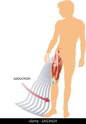 Illustration de la circulation de l'adduction de la jambe. Illustration de Vecteur