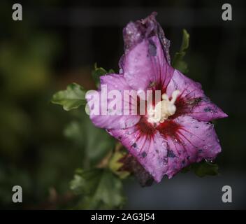 Photo sélective d'une fleur d'Alcea violette qui pousse un champ Banque D'Images