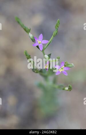 Centaury Centaurium tenuiflorum mince Banque D'Images