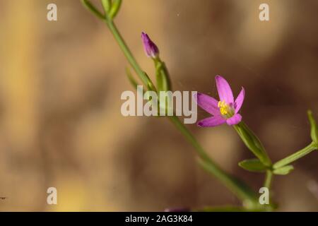 Centaury Centaurium tenuiflorum mince Banque D'Images