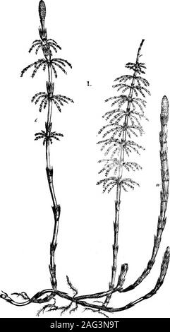 . [Conférences] littlelime relativement.. En plus, si elle peut avoir un abri contre le soleil par une position sur le côté nord d'un groupe d'arbres, ou même des branches de- ciduous Bhnibs 6, il sera mieux adapté qu'ailleurs. Tout d theBeplants peuvent être transplantés à l'automne après la première d'octobre. Soi-disant que les plantes toxiques. Dans presque tous les agriculteurs de la localité ont des notions particulières plantes aboutpoisonous ; aussi une des expériences ont été faites par d'autres myselfand sur certains d'entre eux, je passe en revue plusieurs. Perhapsthe un généralement considérée comme nuisible pour les chevaux, et connu ashor Banque D'Images