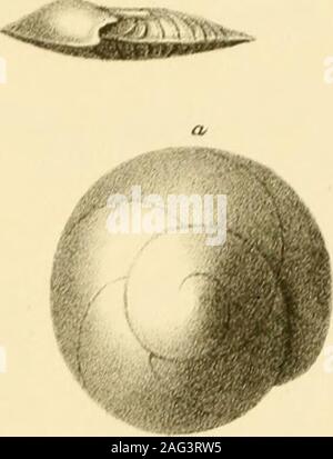 . Sitzungsberichte der Kaiserlichen Akademie der Wissenschaften. Mathematisch-Naturwissenschaftliche Classe. Banque D'Images