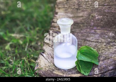 Plus grand plantain, plantain, plantain ou fleaworts feuilles vert clair à côté de bouteille avec un élixir de Cork. bouteille de médicament sur moignon en forêt sur une b Banque D'Images