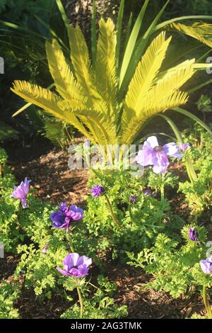 Photo verticale d'une belle plante et de fleurs violettes prises Au zoo de San Diego Banque D'Images