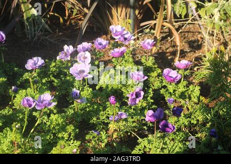 Fleurs violettes au zoo de San Diego Banque D'Images