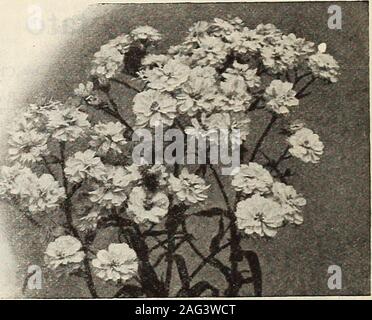 . Gregory est honnête. Itallca Anchusa, Achillea AGERATUM Dropmore Variété n° (A) Pkt. 1410 Little Dorrit, bleu azur. Une amende pour les couverts de fleurs bleu-withfeatherv au début de l'été jusqu'au gel. Forpots précieux. Démarrer des à la Chambre $°-05 AGROSTEMMA (P) 1412 molène (Crimson rose). Belle, vivace à floraison précoce, produisant tout au long de la saison des fleurs pourpre vif 05 ALYSSUM, doux (A) Excellent pour les lits, délignures, etc. Amende pour bouquets.1414 Petite perle. Et nain, compact avec une masse de plantes, du printemps jusqu'au gel blanc H oz. 25c, oz. 75c. .05 1416 H Blanc oz. 20c, Banque D'Images