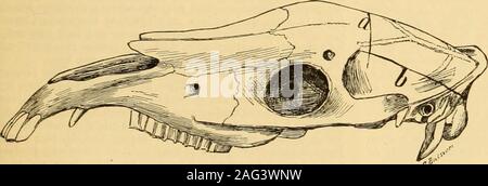 . Un guide de référence des sciences médicales : englobant toute la gamme des connaissances scientifiques et pratiques de la médecine et des sciences connexes. Fig. 45S5.-Sknll, cheval de show-ing les lignes d'forRemoval Incision de la calotte. Les cours supérieures de su-vue.. Fig. 45S6.-crâne de cheval, montrant les lignes d'incision pour la dépose de la calotte. Vue latérale. Comme il est parfois le siège de calculs rénaux. Thetongue à supprimer, couper les attaches musculaires s'étendant de thetongue vers la mâchoire inférieure ; puis diviser le articulationof l'os hyoïde au cornua styloïde. Il s'agit d'easilydone en insérant la main sur le côté de Banque D'Images