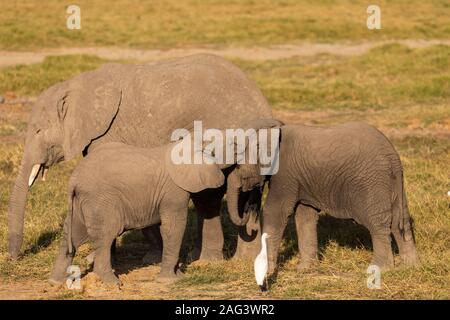 L'éléphant africain (Loxodonta africana) deux veaux jouant sur la savane dans le Parc national Amboseli, Kenya Banque D'Images