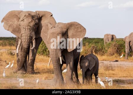 L'éléphant africain (Loxodonta africana) troupeau sur la savane dans le Parc national Amboseli, Kenya Banque D'Images
