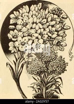 . Les fleuristes catalogue de gros.  : Semences, bulbes, plantes, &c. Aurea. Chutes et Standard bleu jaune de chrome Parfleur. Repéré blanc et bordé de bleu foncé. Dalmatica (Syn. Princesse Béatrice). Plus lavenderfalls Standard Darius lavande. Jaune canari, normes falls chat lilas blanc Florentina. Blanc crème, normes falls white tingedlavender Florentiy Silver King. .4 grande fleur blanc pur va-riety de l au-dessus de Frederick. Lavande pâle des normes, falls barredwith lavande Brown Gracchus. Jaune standard, les chutes des prix withwhite réticulée Crimson. Chacun. Doz .15 .15.15 .15.15 Banque D'Images