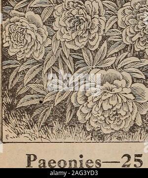 . Childs' catalogue de bulbes d'automne qui s'épanouissent : plantes arbustes, fruits etc.. Dicentra Speetabilis Le glorieux ancien coeur saignant. Pour l'hiver exquis-fleurs en pots. Également un favori au début du printemps, le jardin del'bloomer parfaitement hardy. Essayez-le pour des pots, et treatsame comme recommandé pour les jacinthes et autres. floweringbulbs Pas de jardin ne peut être complète sans elle. 25c chaque;3 pour 60c. 28 JOHN LEWIS CHILDS, inc., Parc Floral, N. Y.. Banque D'Images