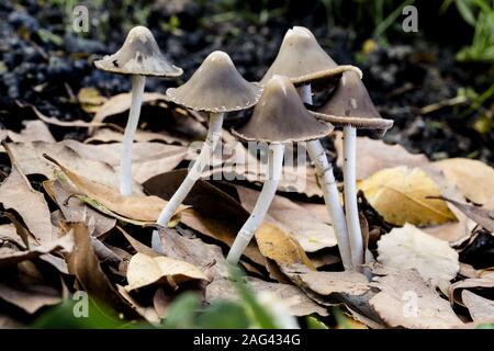 Tuft de Parasola conopilus conique mûr à brittlestem Banque D'Images