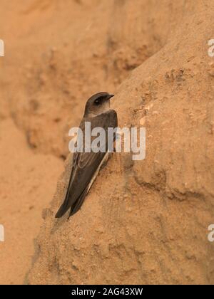 Gray-throated martin ou plaine asiatique (Riparia chinensis) à Gandhinagar, Gujarat, Inde Banque D'Images