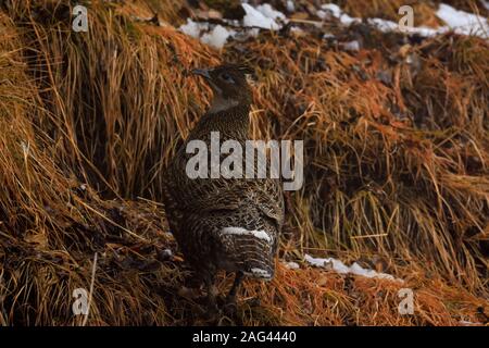 Himalayen femelle monal (Lophophorus impejanus) à Kedarnath Wildlife Sanctuary, Uttarakhand, Inde Banque D'Images