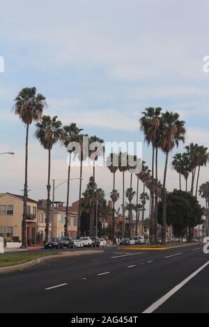 Photo verticale des rues et des palmiers de long Beach, Californie Banque D'Images