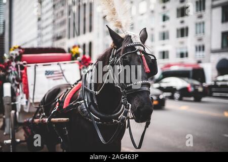 Gros plan d'un cheval de cérémonie noir tenant une calèche dans une rue de ville Banque D'Images