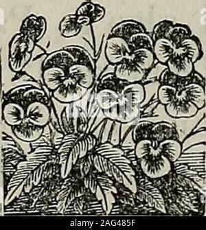 . L'horticulteur en Californie et floral magazine. WfS^ bulbes, fleurs, arbustes, arbres, etc, etc,419 et 421 SANS ME0ST., San Francisco. Toutes les semences garantis frais et pur. j3. P. TAYLOR & CO. PROPRIÉTAIRES PIONEER Paper Mill.-Agents de l'hôtel Saratoga et Eagle Mills, PaperWarehouse, 416 Clay Street, San Francisco. Allkinds JSP de papier et les sacs en papier fabriqué sur commande.en gros et au détail.. Semences, bulbes, plantes,. De qualité supérieure, Fireeby Mail. Glaïeul 10, 10 sortes fine. nommé. 0,50 $ 9 Nénuphars, 9 belle dors ts, nommé............ 1,00* 12 Tubetfoses , double ............. C 65 45 Pearl poud tous larg Banque D'Images