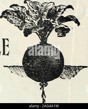 . La mi-été 1902 Catalogue : plantes pour la plantation d'été, les graines pour les semis d'été, la pelouse et le jardin, d'insectes et champignons destructeurs. P Liste des VEGETABLESEEDS.. Particulièrement adaptée pour les semis d'été et d'automne. Banque D'Images