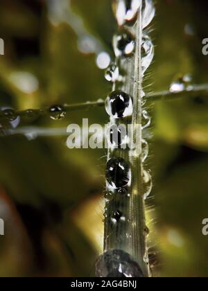 Macro photographie d'une plante verte avec des épines couvertes de gouttes de rosée isolées sur fond naturel Banque D'Images