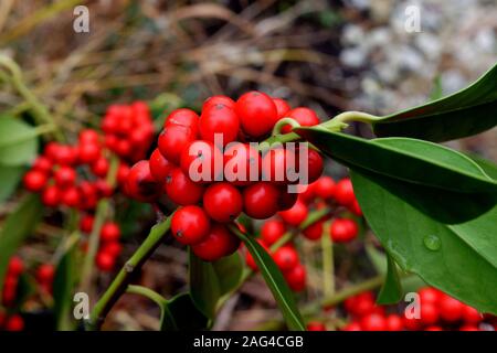 Fruits rouges de houx de Noël, Ilex aquifolium Banque D'Images