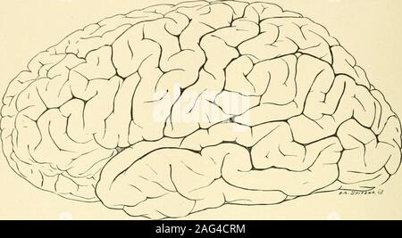 . Le journal américain de l'anatomie. il fissure rostrale etla genu se trouve une pièce medicallosal transrostral qui rejoint un element.La fissure paracentral est presque la réplique exacte de ses collègues sur le côté gauche. Surface orbitale.-l'orbitale présente une fissure bien marquée à partir de souches trans-verset qui printemps deux longues cei)halic rami. Un autre tri-émettre de morceau se joint à l'orbitofrontal. Le bulbe olfactif est 4,8 cm. en lengthand simple. Gyres océaniques du lobe frontal.-la gyre précentral est en général widerthan ses concitoyens sur le côté gauche. L'superfrontal est également beaucoup plus large,.quand l'medifrontal est corre Banque D'Images