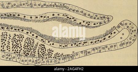 . Zeitschrift für wissenschaftliche Zoologie. nes kurzen Enddarmesübernommen hat. Einerseits verläuft diese aussi regenerativenNeubildung Enddarmes Art der sich den des am Vorderende bei der Bildung 40 Max Abel, des Stomodäums vollziehenden zugleichaber Vorgängen au analogique, andererseits auch der vollkommen, Embryonalentwicklung Proktodäum les bekanntlich für ein gebildet wird. Während meine soeben geschilderten desAuftretens Proktodäums betreffs Beobachtungen und mit den Ergebnissen Eandolphs Eegeneration&gt ; beider des Hinterendes Lumhricus Lumhriculus^von und und auch mit Banque D'Images