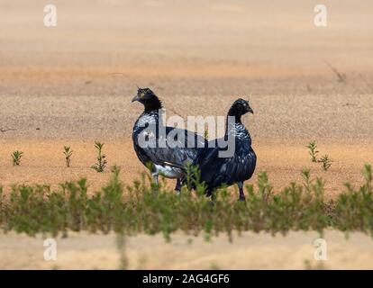 Une paire Horned Screamer Anhima cornuta (nourriture) le long du Rio Araguaia. Tocantins, au Brésil. Banque D'Images