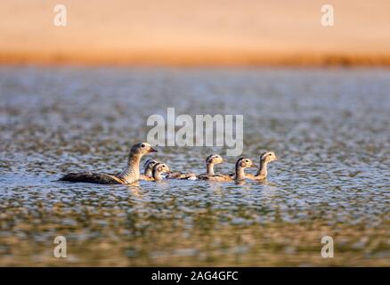 Une famille d'oies de l'orénoque (Neochen jubata) baignade dans le Rio Javaes dans le bassin amazonien. Tocantins, au Brésil. Banque D'Images