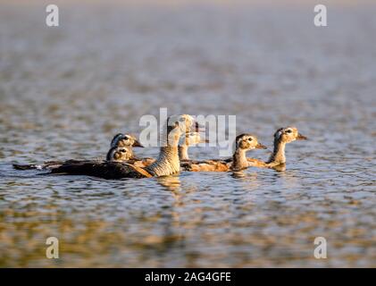 Une famille d'oies de l'orénoque (Neochen jubata) baignade dans le Rio Javaes dans le bassin amazonien. Tocantins, au Brésil. Banque D'Images